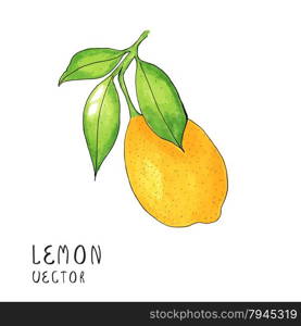 Lemon tree branch, watercolor painting on white background, vector illustration.