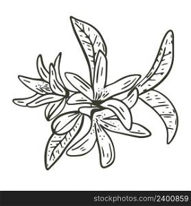 Lemon tree inflorescence hand drawn engraving vector illustration. Twig with flowers and leaves of fruit tree. Botanical sketch branch isolated object. Lemon tree inflorescence hand drawn engraving vector illustration