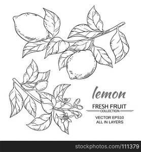 lemon vector set. lemon branches vector set on white background