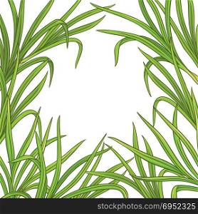 lemongrass plant vector frame. lemongrass plant vector frame on white background