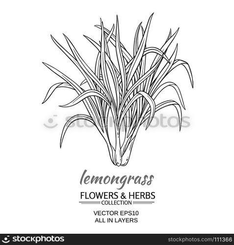 lemongrass vector illustration. lemongrass plant vector illustration on white background