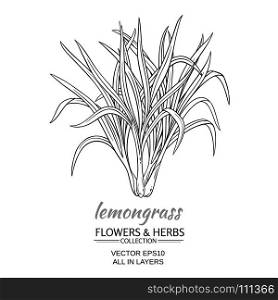 lemongrass vector illustration. lemongrass plant vector illustration on white background