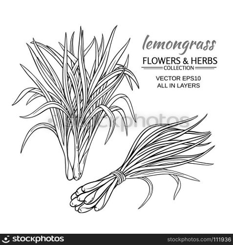 lemongrass vector set. lemongrass plant vector set on white background