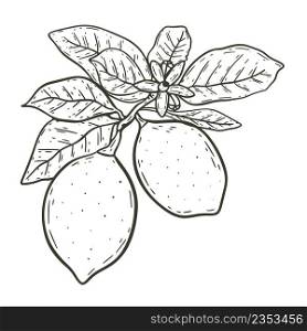 Lemons on branch with leaves sketch isolated vector illustration. Pair citruses hand engraved. Healthy organic food vintage drawing fruits. Lemons on branch with leaves sketch isolated vector illustration