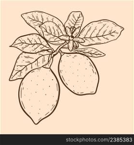 Lemons on twig with leaves and flowers vintage illustration. Citrus isolated object hand engraving. Fruits on branch vector. Lemons on twig with leaves and flowers vintage illustration