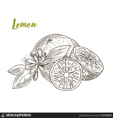 Lemons, slice and flower, hand drawn sketch vector illustration