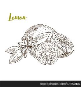 Lemons, slice and flower, hand drawn sketch vector illustration