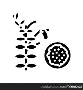 lentils groat glyph icon vector. lentils groat sign. isolated contour symbol black illustration. lentils groat glyph icon vector illustration
