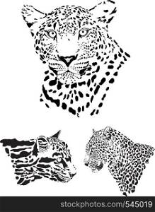 Leopard heads, vector graphics of leopards heads, front, side and cloud leopard