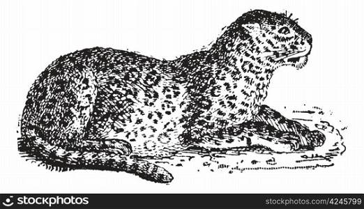 Leopard or Panthera pardus, vintage engraved illustration. Dictionary of Words and Things - Larive and Fleury - 1895