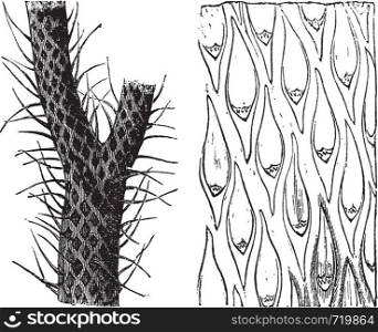 Lepidodendron, vintage engraving. Old engraved illustration of Lepidodendron, an extinct primitive tree-like plant, showing trunk and grass-like leaf blades (left) and a close-up view of leaf scars on the trunk (right).