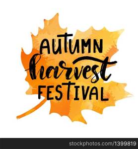 Lettering phrase Autumn Harvest Festival with maple leaf drawing. Modern brush calligraphy. Handwritten vector illustration isolated on white background for cards, posters, banners, logo, tags.. Hand sketched autumn lettering Harvest Festival. Modern brush calligraphy. Handwritten vector illustration isolated on white background for cards, posters, banners, logo, tags.