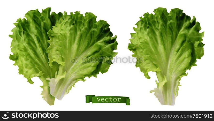 Lettuce. Leaf vegetable, 3d realistic vector