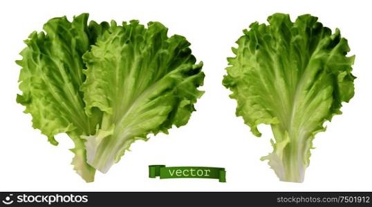 Lettuce. Leaf vegetable, 3d realistic vector