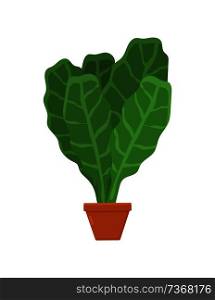 Lettuce planted in pot of brown color, greenery with leaves, vegetarian food and meal, vegetable vector illustration isolated on white background.. Lettuce Planted in Brown Pot Vector Illustration