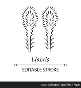 Liatris linear icon. Thin line illustration. Blazing star blooming flower with name inscription. Dwarf gayfeather plant. Wildflower. Spring blossom. Vector isolated outline drawing. Editable stroke