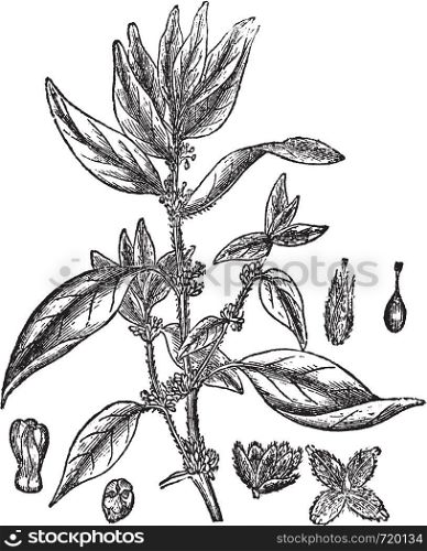 Lichwort or Pellitory-of-the-wall or Parietaria officinalis, vintage engraved illustration. Trousset encyclopedia (1886 - 1891).