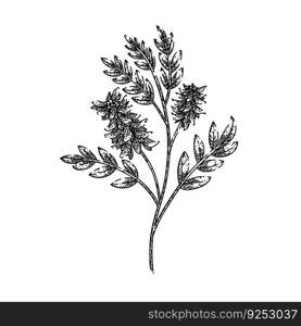 licorice plant herb hand drawn. liquorice aromatic, food health, al natural, string ayurveda, ayurvedic beneficial licorice plant herb vector sketch. isolated black illustration. licorice plant herb sketch hand drawn vector