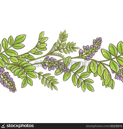 licorice vector pattern. licorice plant vector pattern on white background