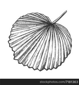 Licuala Grandis Tropical Exotic Leaf Retro Vector. Native To Lowland Rainforests Leaf. Element Of Beautiful Nature Botanical Herb Designed In Vintage Style Black And White Illustration. Licuala Grandis Tropical Exotic Leaf Retro Vector