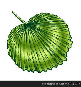 Licuala Grandis Tropical Exotic Leaf Retro Vector. Native To Lowland Rainforests Leaf. Element Of Beautiful Nature Botanical Herb Designed In Vintage Style Color Illustration. Licuala Grandis Tropical Exotic Leaf Color Retro Vector