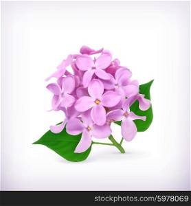 Lilac flowers, vector