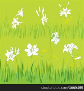 Lilies garden card, hand drawn illustration of white flowers and grass on a green tile background