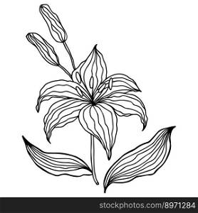 Lilly flower head black ink line art for design, isolate on white background