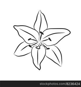 Lily bud line drawing. Line art botanical floral. Lily flower head icon