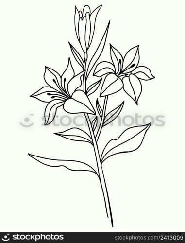 lily flower. Black outline of Branch with flowers and buds. Vector illustration. isolated on white background. Ornamental plant for design, decor, decoration and printing