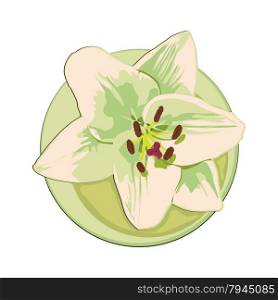 Lily flower clip art isolated on white