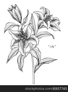 Lily flower drawing illustration.