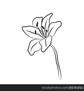 Lily flower drawn by lines. Isolated bud on a branch. For invitations and valentine cards