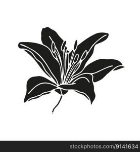 Lily flower hand drawn design, floral vector e≤ment isolate on white background. Lily flower hand drawn design,isolate on white background