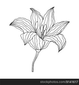 Lily flower hand drawn design, floral vector element isolate on white background. Lily flower hand drawn design,isolate on white background