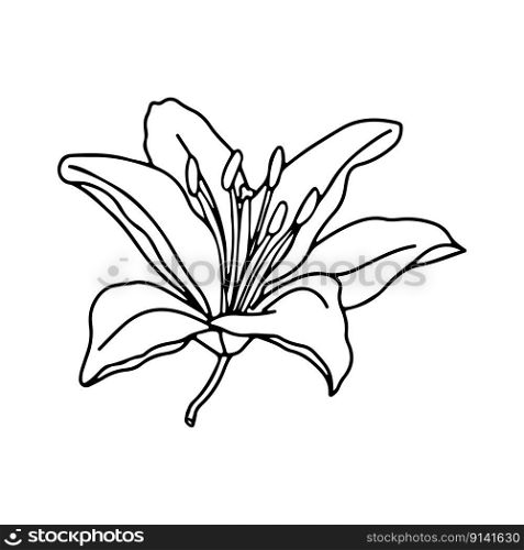 Lily flower hand drawn design, floral vector element isolate on white background. Lily flower hand drawn design,isolate on white background