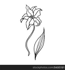 Lily Flower, Hand drawn vector illustration flower line art. Lily Flower, Hand drawn vector illustration, floral line drawing, line art, black and white vector
