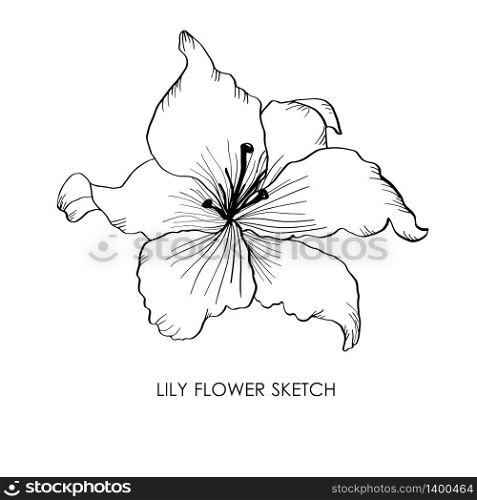 Lily flower isolated on white background. Hand drawn vector illustration logo design. Artistic sketch drawing.. Lily. Hand drawn lily flower vector illustration. Lily sketch drawing.