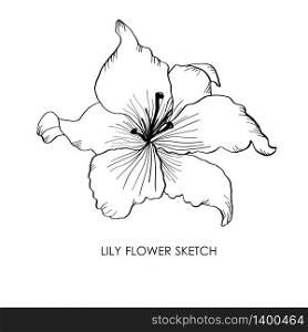 Lily flower isolated on white background. Hand drawn vector illustration logo design. Artistic sketch drawing.. Lily. Hand drawn lily flower vector illustration. Lily sketch drawing.