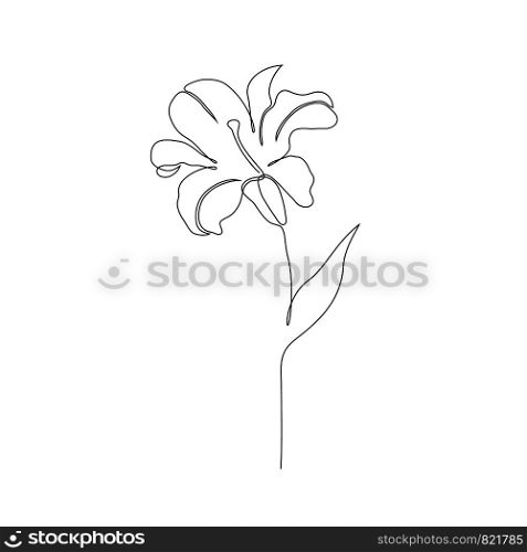 Lily flower on white background. One line drawing style.