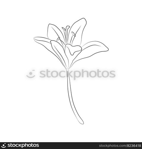 Lily flower, one bud drawn with lines. Isolated bud on a branch. For invitations and valentines