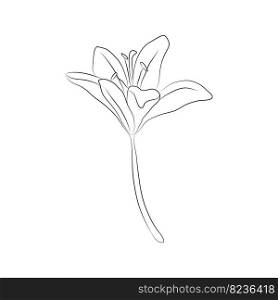 Lily flower, one bud drawn with lines. Isolated bud on a branch. For invitations and valentines