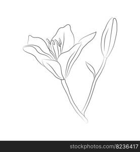 Lily flower, two buds, drawn with lines. Isolated bud on a branch. For invitations and valentines