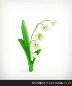 Lily of the Valley, vector