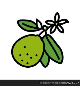 lime blossom color icon vector. lime blossom sign. isolated symbol illustration. lime blossom color icon vector illustration