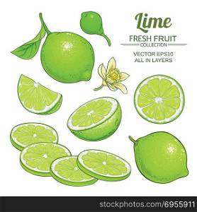 lime fruits vector set. lime fruits vector set on white background