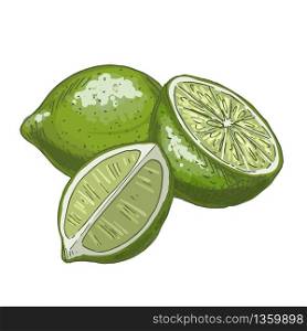 Lime. Full color realistic sketch vector illustration. Hand drawn painted illustration.