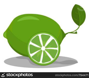 Lime in green color which is not ripe vector color drawing or illustration