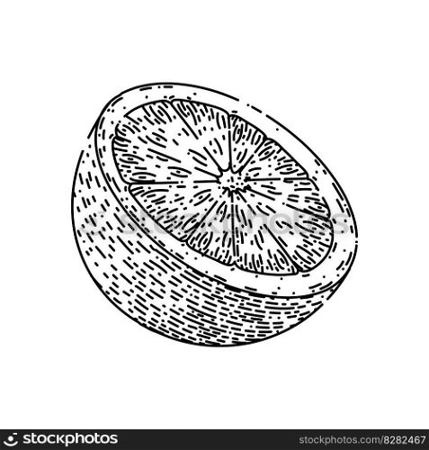 lime slice citrus hand drawn. green fruit, lemon half, cut juicy, wedge set, food vector lime slice citrus vector sketch. isolated black illustration. lime slice citrus sketch hand drawn vector
