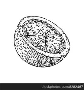 lime slice citrus hand drawn. green fruit, lemon half, cut juicy, wedge set, food vector lime slice citrus vector sketch. isolated black illustration. lime slice citrus sketch hand drawn vector